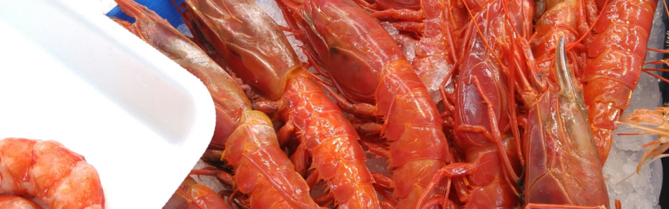carabineros